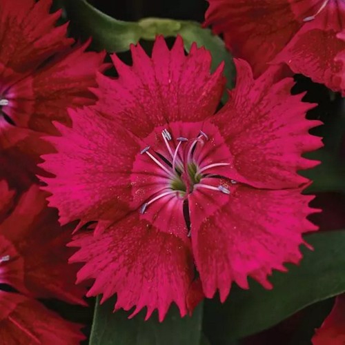 Dianthus 'Suntory Raspberry' - Nelk 'Suntory Raspberry' P9/0,55L 